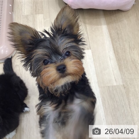 ヨークシャー・テリアの写真