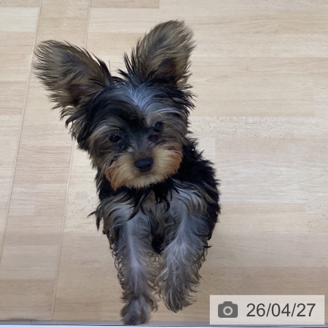 ヨークシャー・テリアの写真