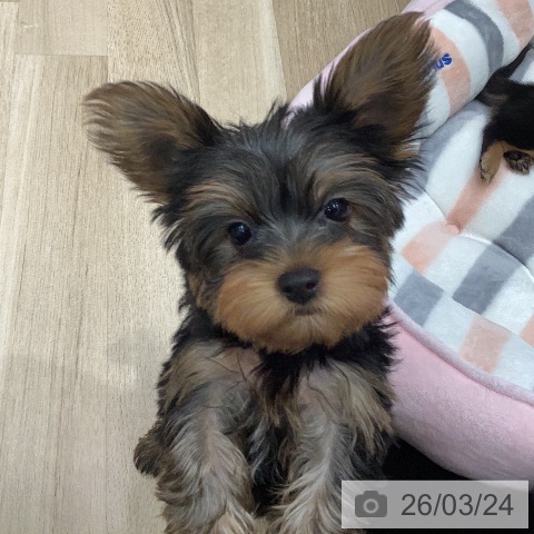 岐阜県のヨークシャーテリア (ペットプラス 各務原店/2026年1月13日生まれ/男の子/スチールブルータン)の子犬の4枚目の画像