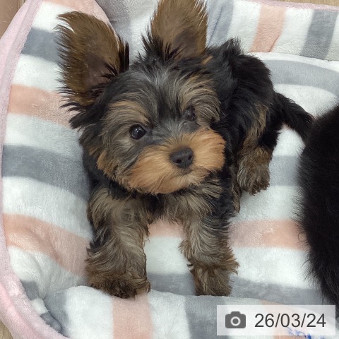 岐阜県のヨークシャーテリア (ペットプラス 各務原店/2026年1月13日生まれ/男の子/スチールブルータン)の子犬の3枚目の画像