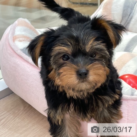 愛知県のヨークシャーテリア (ペットプラス 豊田店/2026年1月13日生まれ/男の子/スチールブルータン)の子犬の4枚目の画像