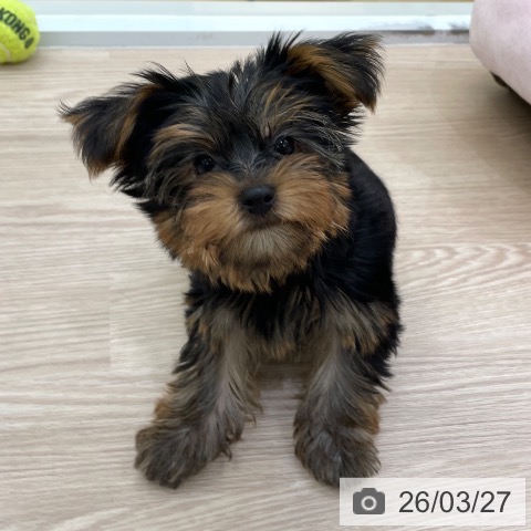 愛知県のヨークシャーテリア (ペットプラス 豊田店/2026年1月13日生まれ/男の子/スチールブルータン)の子犬の3枚目の画像