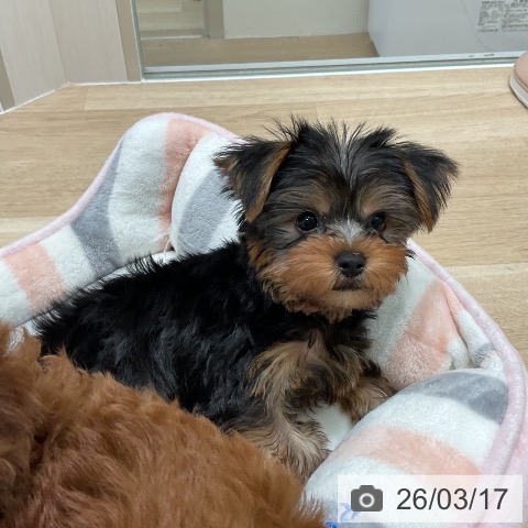 愛知県のヨークシャーテリア (ペットプラス みなと店/2026年1月13日生まれ/男の子/スチールブルータン)の子犬の4枚目の画像