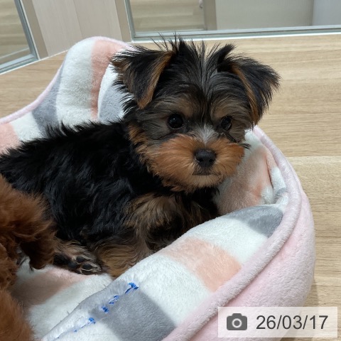愛知県のヨークシャーテリア (ペットプラス みなと店/2026年1月13日生まれ/男の子/スチールブルータン)の子犬の3枚目の画像