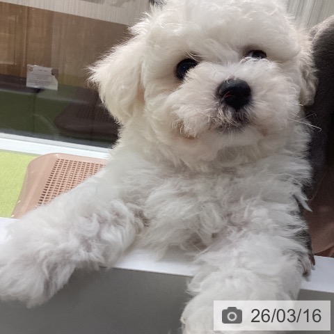 ビション・フリーゼの写真