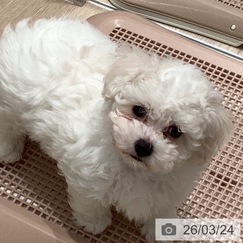 石川県のビションフリーゼ (ペットプラス 白山店/2026年1月13日生まれ/男の子/ホワイト)の子犬の3枚目の画像