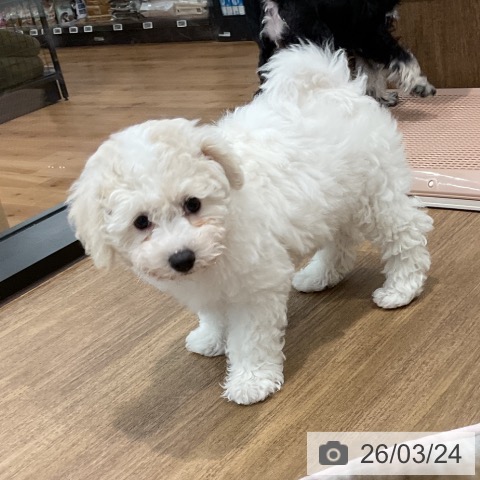 愛知県のビションフリーゼ (ペッツワン 東海店/2026年1月13日生まれ/女の子/ホワイト)の子犬の3枚目の画像