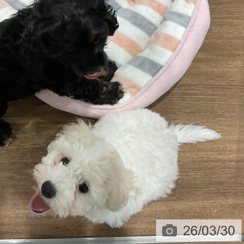 愛知県のビションフリーゼ (ペッツワン 東海店/2026年1月13日生まれ/女の子/ホワイト)の子犬の4枚目の画像