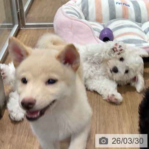 愛知県のビションフリーゼ (ペッツワン 東海店/2026年1月13日生まれ/女の子/ホワイト)の子犬の3枚目の画像