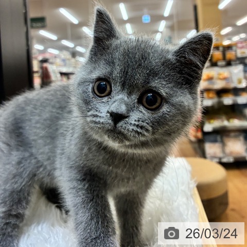 ブリティッシュショートヘアの写真