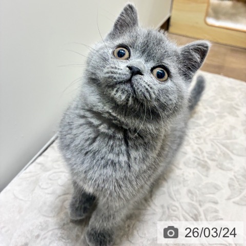 ブリティッシュショートヘアの写真