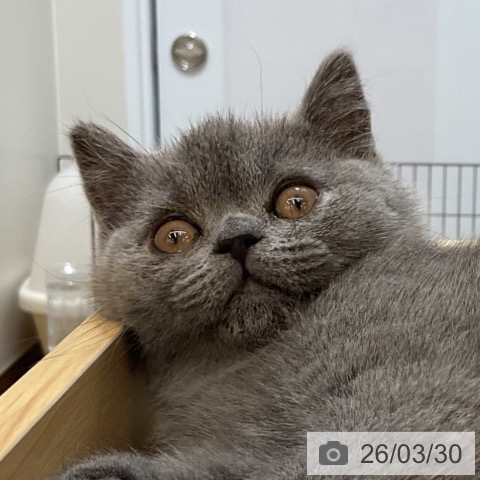 愛知県のブリティッシュショートヘアー (ペッツワン 東海店/2026年1月14日生まれ/男の子/ブルー)の子猫の3枚目の画像