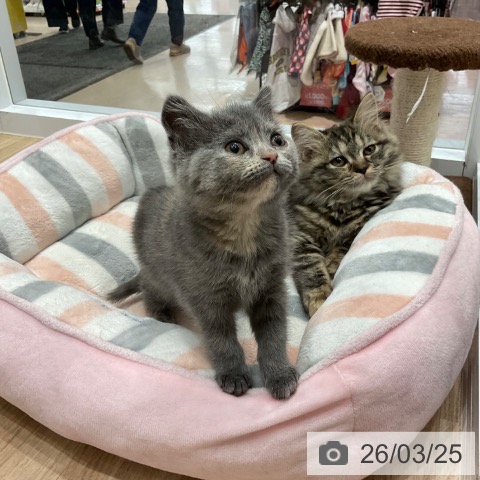 愛知県のブリティッシュショートヘアー (ペットプラス 東浦店/2026年1月14日生まれ/女の子/ブルークリーム)の子猫の4枚目の画像