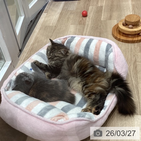 愛知県のブリティッシュショートヘアー (ペットプラス 東浦店/2026年1月14日生まれ/女の子/ブルークリーム)の子猫の3枚目の画像