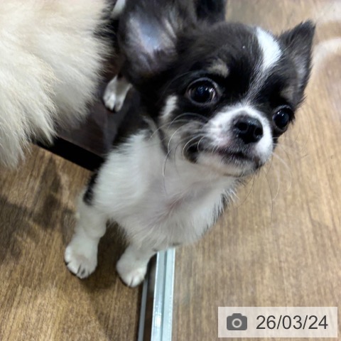 愛知県のチワワ(ロング) (ペッツワン 東海店/2026年1月12日生まれ/男の子/ブラックタンホワイト)の子犬の3枚目の画像