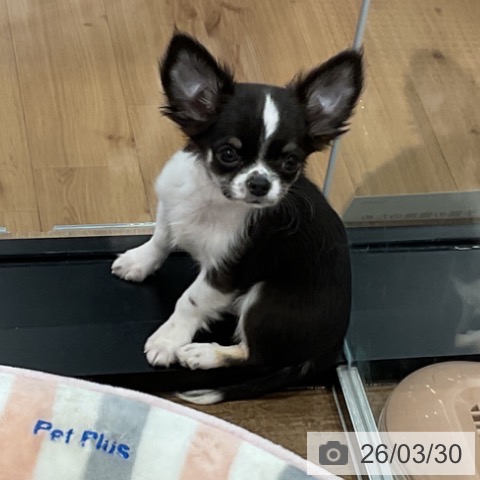 愛知県のチワワ(ロング) (ペッツワン 東海店/2026年1月12日生まれ/男の子/ブラックタンホワイト)の子犬の3枚目の画像