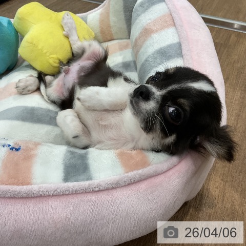 愛知県のチワワ(ロング) (ペッツワン 東海店/2026年1月12日生まれ/男の子/ブラックタンホワイト)の子犬の4枚目の画像