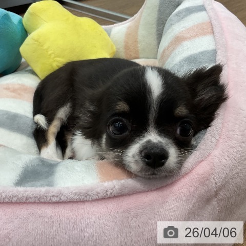 愛知県のチワワ(ロング) (ペッツワン 東海店/2026年1月12日生まれ/男の子/ブラックタンホワイト)の子犬の3枚目の画像