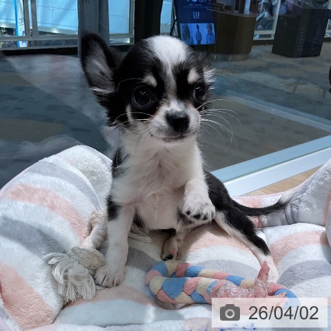 愛知県のチワワ(ロング) (ペットプラス 岡崎店/2026年1月12日生まれ/女の子/ブラックタンホワイト)の子犬の4枚目の画像