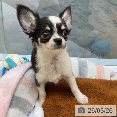 愛知県のチワワ(ロング) (ペットプラス 岡崎店/2026年1月12日生まれ/女の子/ブラックタンホワイト)の子犬の3枚目の画像