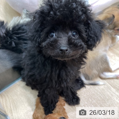 トイ・プードルの写真