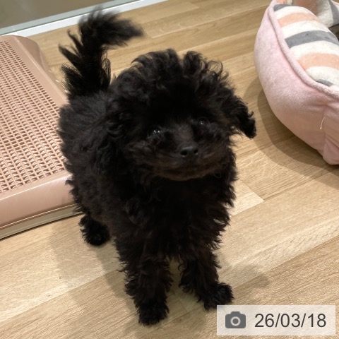 トイ・プードルの写真