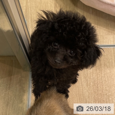 トイ・プードルの写真