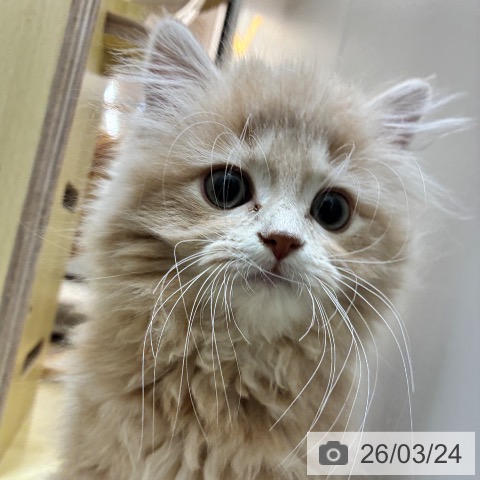 愛知県のラガマフィン (ペッツワン 東海店/2026年1月12日生まれ/男の子/クリームタビー)の子猫の3枚目の画像