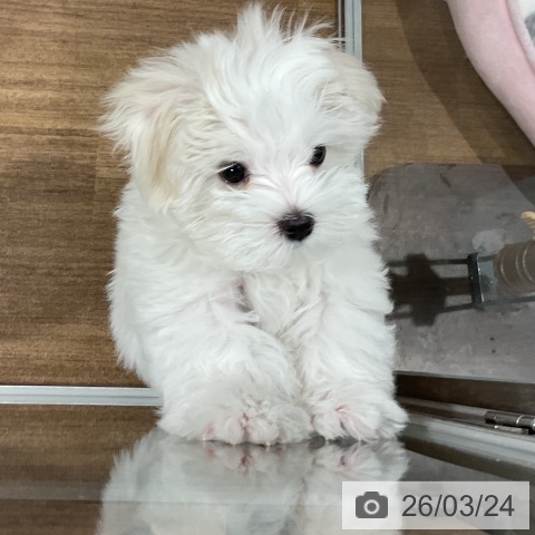 マルチーズの写真