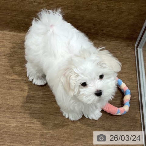 マルチーズの写真