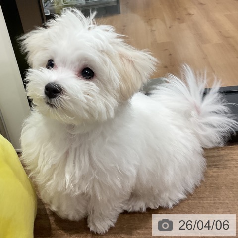 愛知県のマルチーズ (ペッツワン 東海店/2026年1月10日生まれ/男の子/ホワイト)の子犬の4枚目の画像