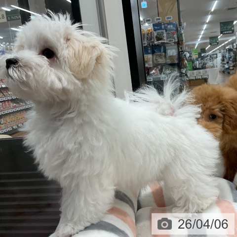 愛知県のマルチーズ (ペッツワン 東海店/2026年1月10日生まれ/男の子/ホワイト)の子犬の3枚目の画像