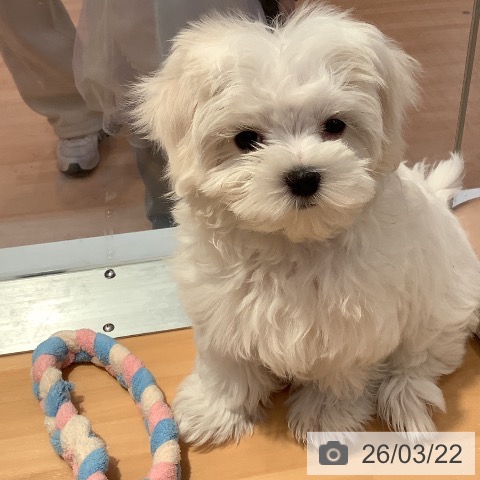 マルチーズの写真