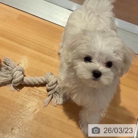 マルチーズの写真