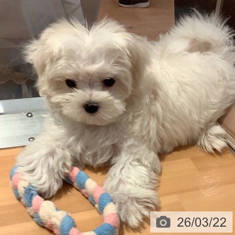 マルチーズの写真