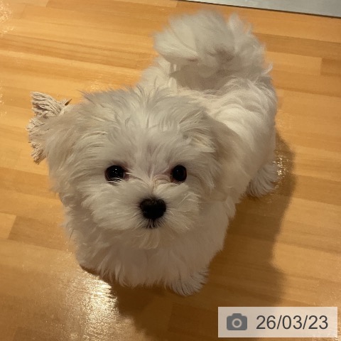 マルチーズの写真