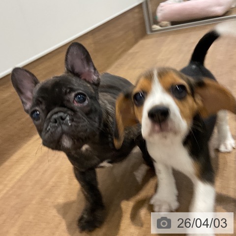 愛知県のフレンチブルドッグ (ペッツワン 東海店/2026年1月11日生まれ/女の子/ブリンドル)の子犬の4枚目の画像