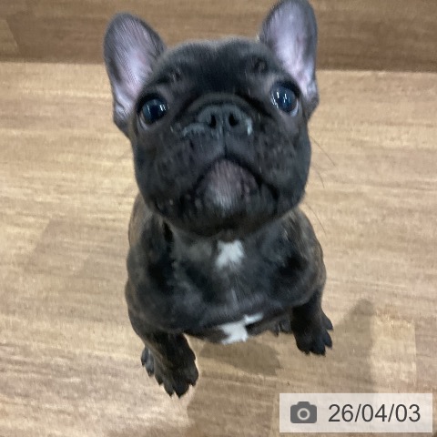 愛知県のフレンチブルドッグ (ペッツワン 東海店/2026年1月11日生まれ/女の子/ブリンドル)の子犬の3枚目の画像