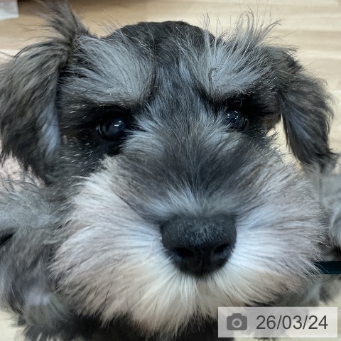 愛知県のミニチュアシュナウザー (ペットプラス 千音寺店/2026年1月8日生まれ/男の子/ソルトペッパー)の子犬の4枚目の画像