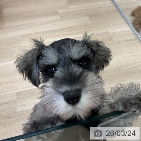 愛知県のミニチュアシュナウザー (ペットプラス 千音寺店/2026年1月8日生まれ/男の子/ソルトペッパー)の子犬の3枚目の画像