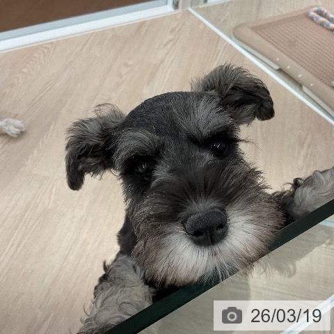 ミニチュア・シュナウザーの写真