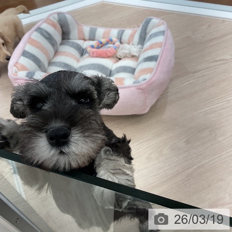 ミニチュア・シュナウザーの写真