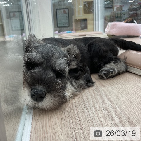 ミニチュア・シュナウザーの写真