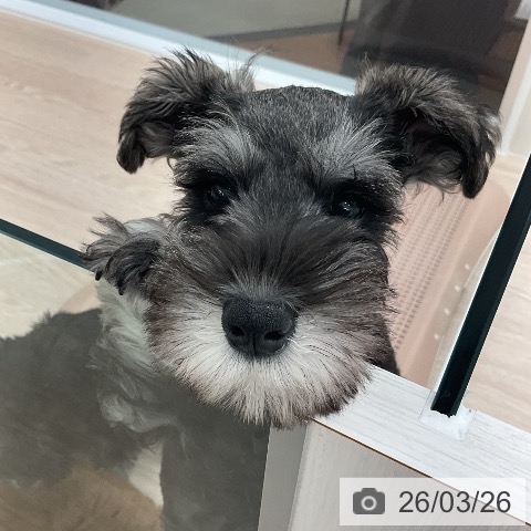 福井県のミニチュアシュナウザー (ペットプラス 福井店/2026年1月11日生まれ/男の子/ソルトペッパー)の子犬の4枚目の画像