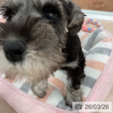 福井県のミニチュアシュナウザー (ペットプラス 福井店/2026年1月11日生まれ/男の子/ソルトペッパー)の子犬の3枚目の画像