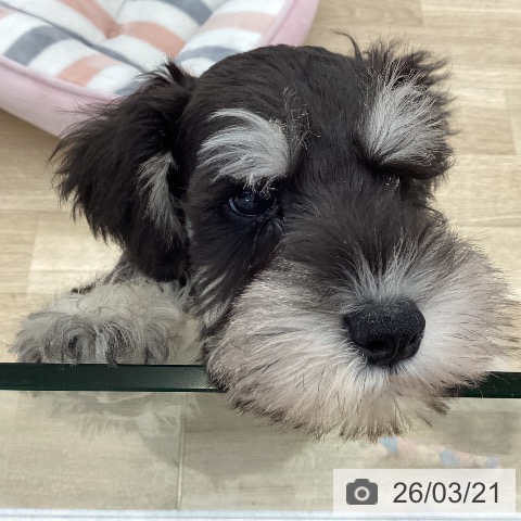 ミニチュア・シュナウザーの写真