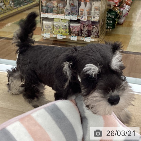 ミニチュア・シュナウザーの写真