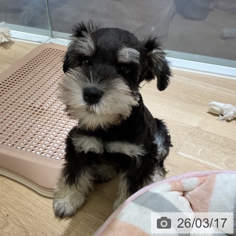 ミニチュア・シュナウザーの写真