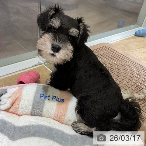 ミニチュア・シュナウザーの写真