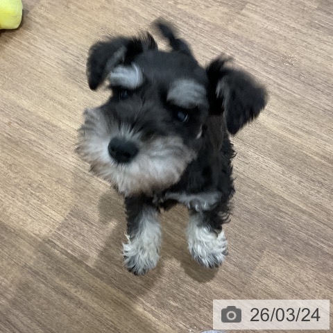 ミニチュア・シュナウザーの写真